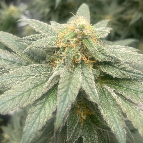 Nancy Botwin  growlog timeline photo