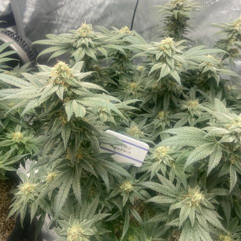 Nancy Botwin  growlog timeline photo