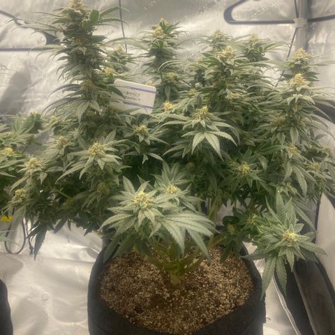 Nancy Botwin  growlog timeline photo