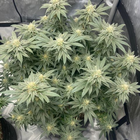Nancy Botwin  growlog timeline photo