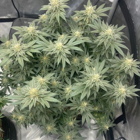 Nancy Botwin  growlog timeline photo