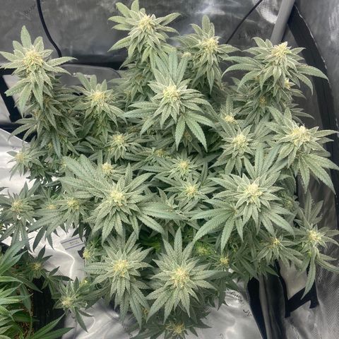 Nancy Botwin  growlog timeline photo
