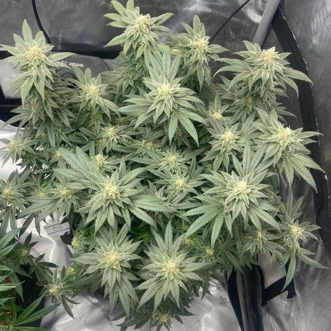 Nancy Botwin  growlog timeline photo