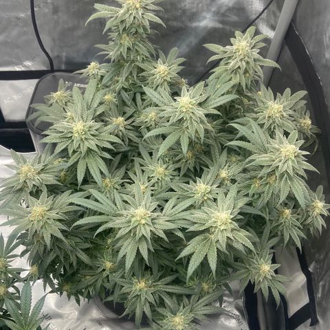 Nancy Botwin  growlog timeline photo