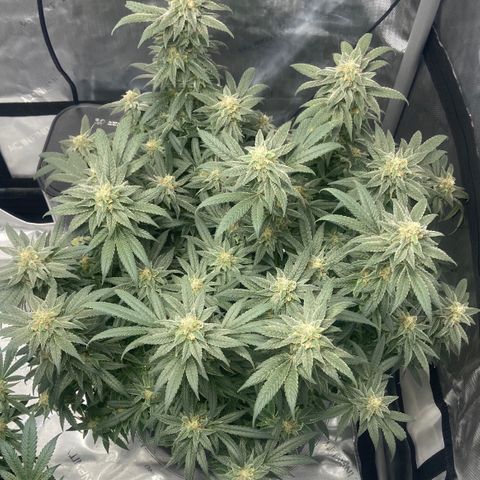 Nancy Botwin  growlog timeline photo