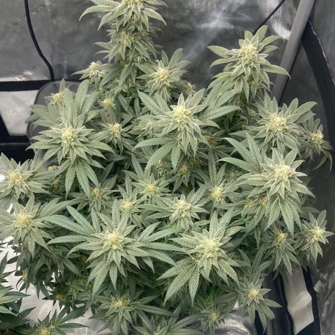 Nancy Botwin  growlog timeline photo