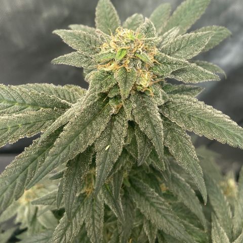 Nancy Botwin  growlog timeline photo