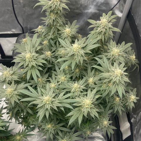Nancy Botwin  growlog timeline photo