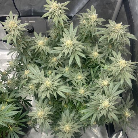 Nancy Botwin  growlog timeline photo