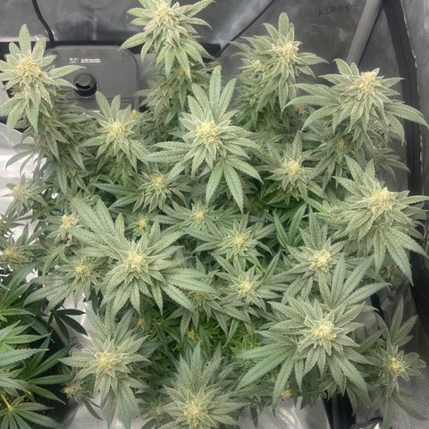 Nancy Botwin  growlog timeline photo