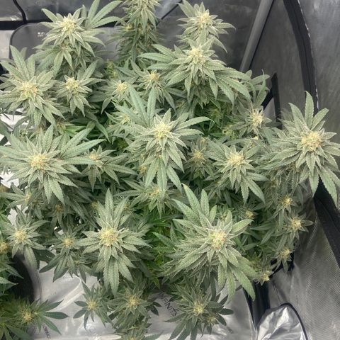 Nancy Botwin  growlog timeline photo