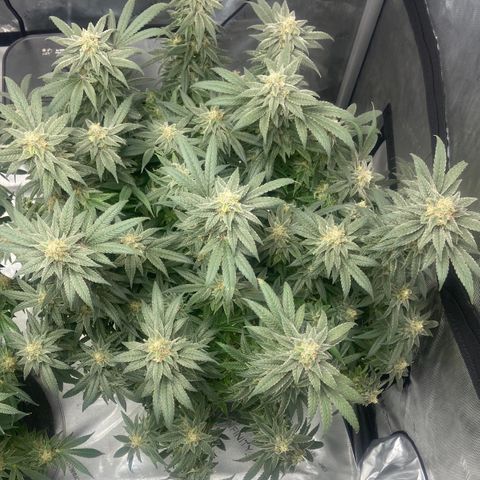 Nancy Botwin  growlog timeline photo
