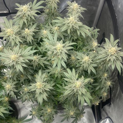 Nancy Botwin  growlog timeline photo