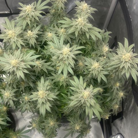 Nancy Botwin  growlog timeline photo