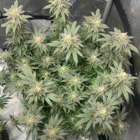 Nancy Botwin  growlog timeline photo