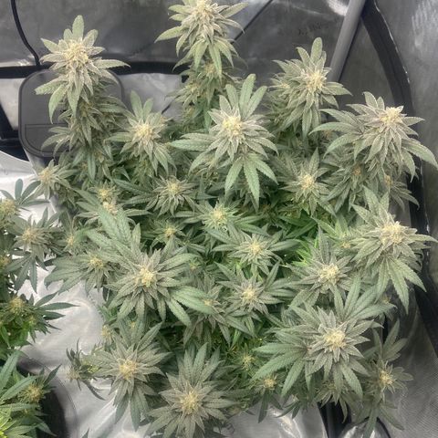 Nancy Botwin  growlog timeline photo