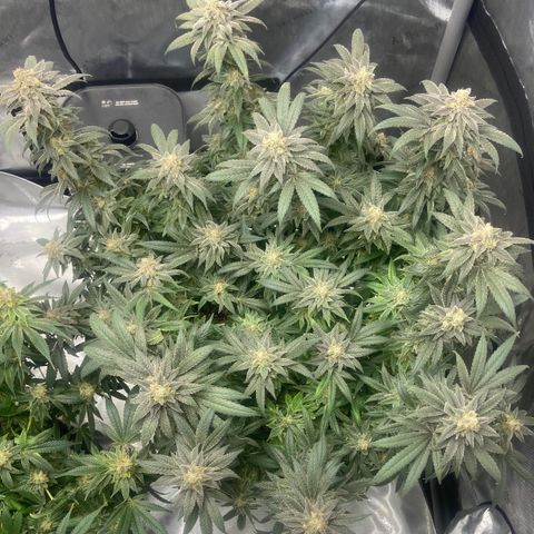 Nancy Botwin  growlog timeline photo