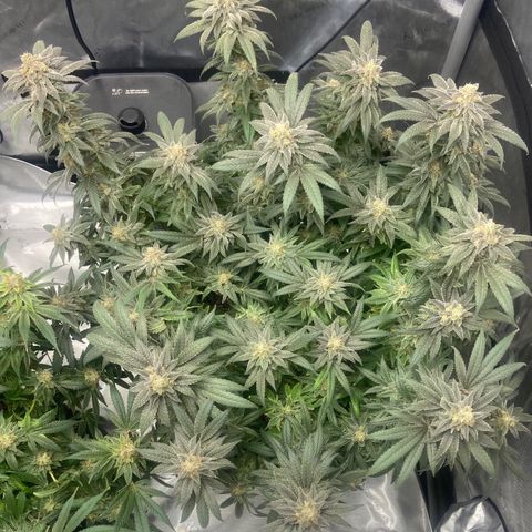 Nancy Botwin  growlog timeline photo