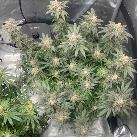 Nancy Botwin  growlog timeline photo