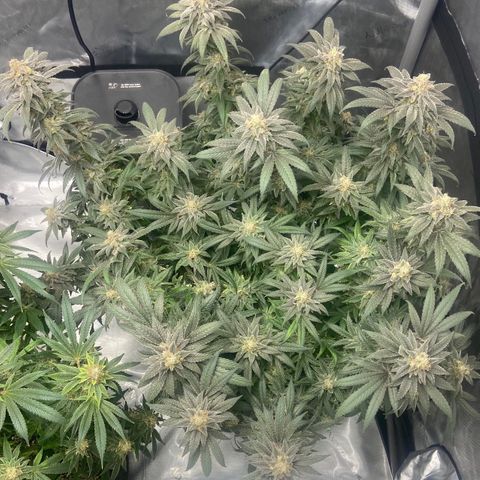 Nancy Botwin  growlog timeline photo