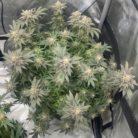 Nancy Botwin  growlog timeline photo