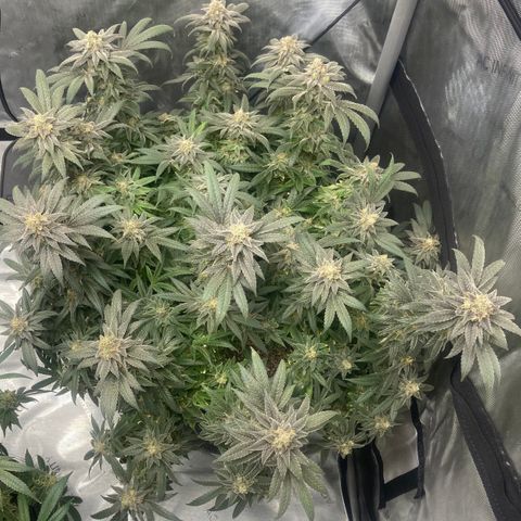 Nancy Botwin  growlog timeline photo