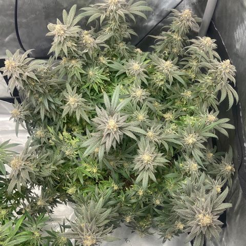 Nancy Botwin  growlog timeline photo