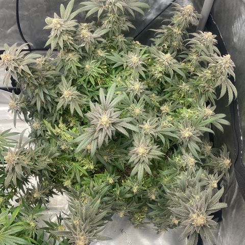 Nancy Botwin  growlog timeline photo