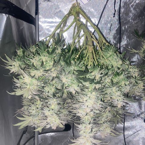 Nancy Botwin  growlog timeline photo