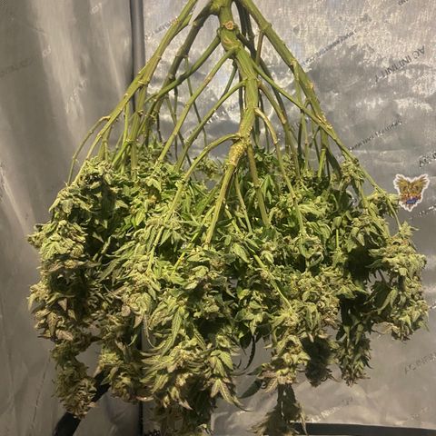 Nancy Botwin  growlog timeline photo