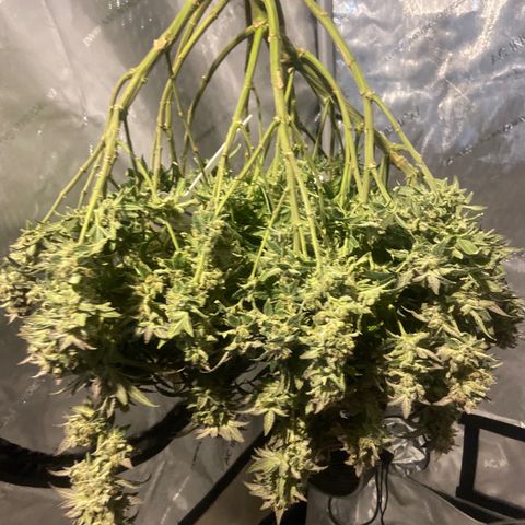 Nancy Botwin  growlog timeline photo