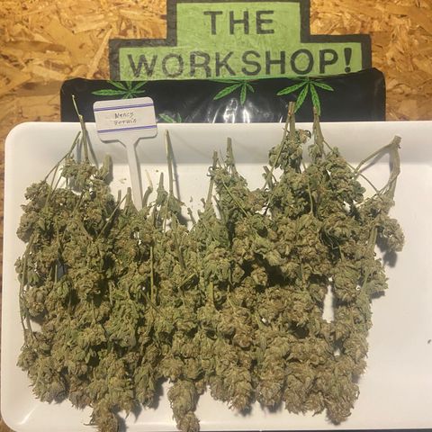 Nancy Botwin  growlog timeline photo