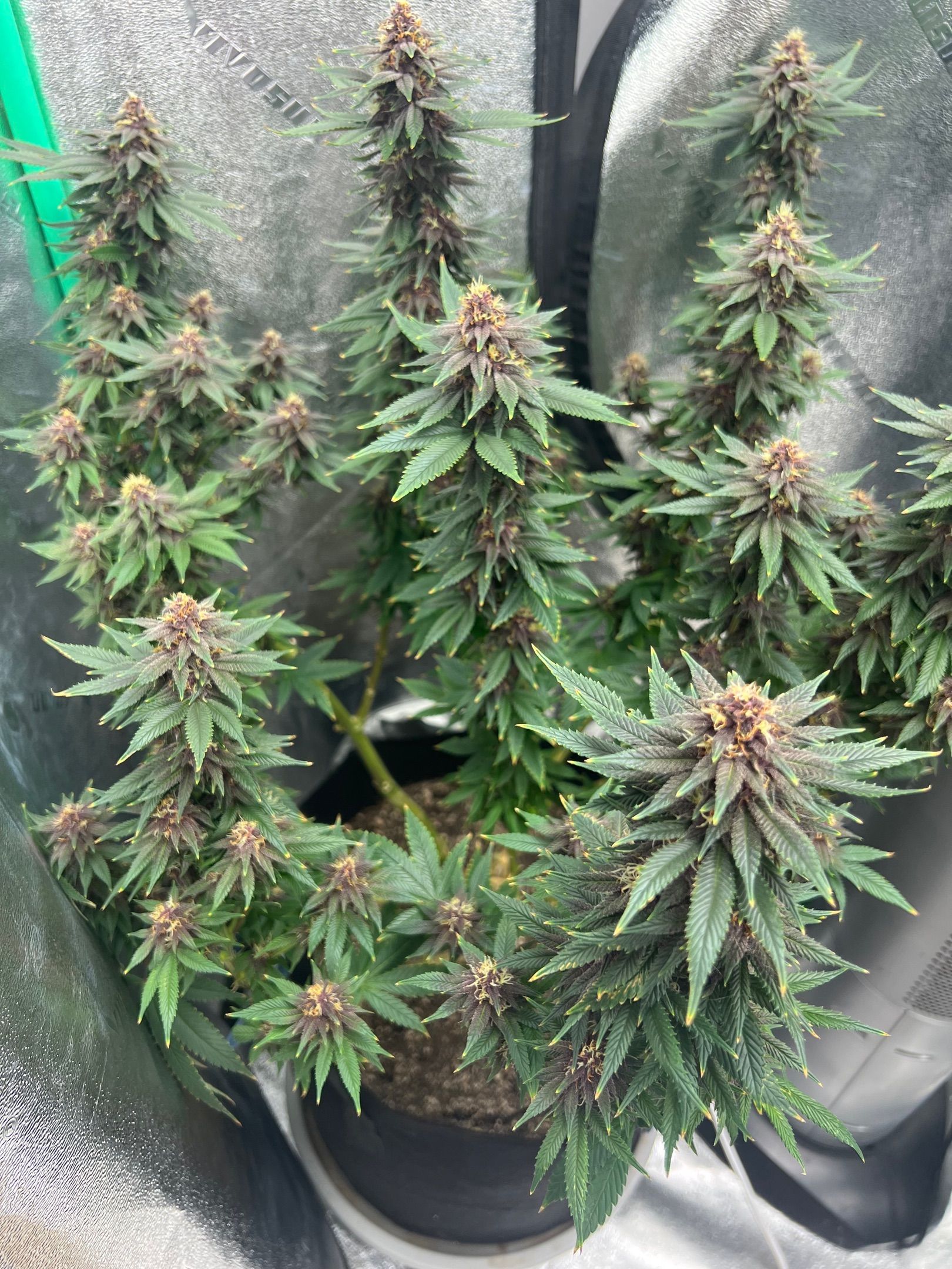 Purple Punch growlog header