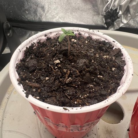 Purple Punch growlog photo