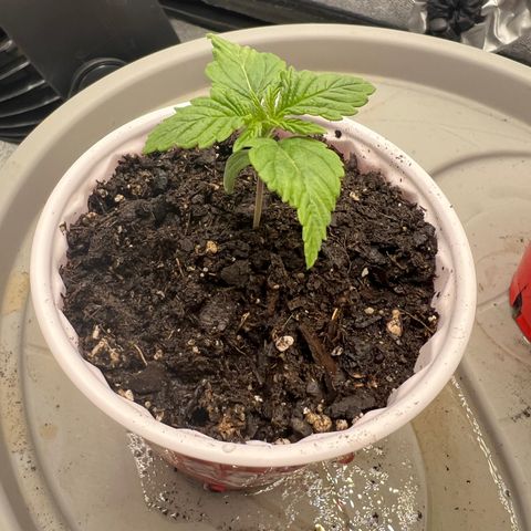 Purple Punch growlog photo