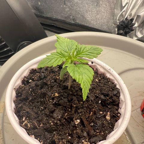 Purple Punch growlog photo
