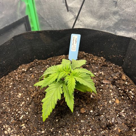 Aurora growlog timeline photo