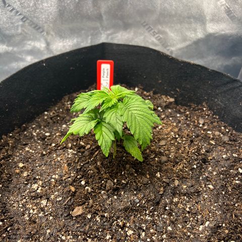 Purple Punch growlog photo