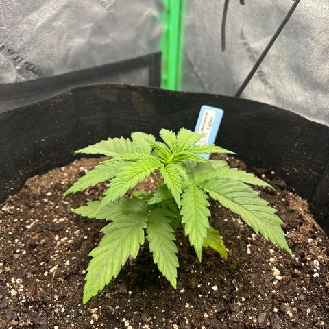 Aurora growlog timeline photo