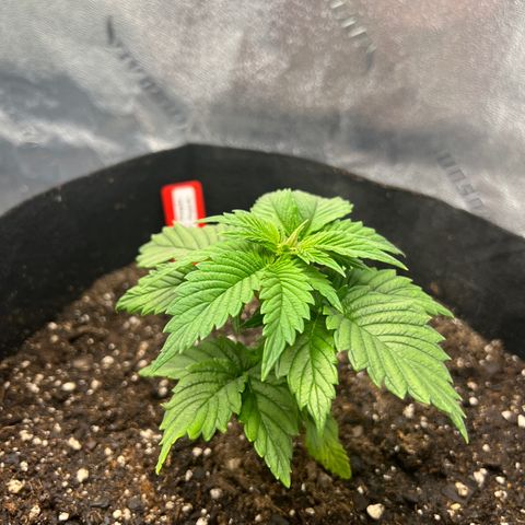 Purple Punch growlog photo