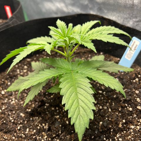 Aurora growlog photo: Before and after first topping 