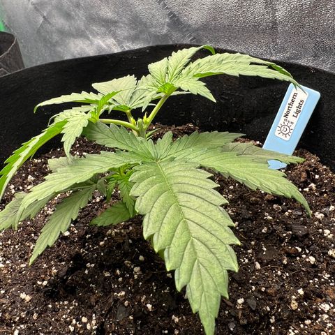 Aurora growlog photo: Before and after first topping 