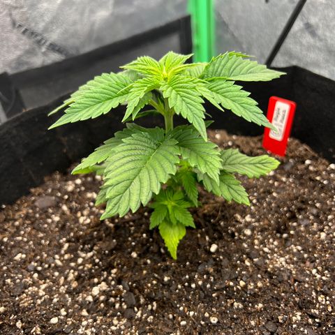 Purple Punch growlog photo: Before and after first topping