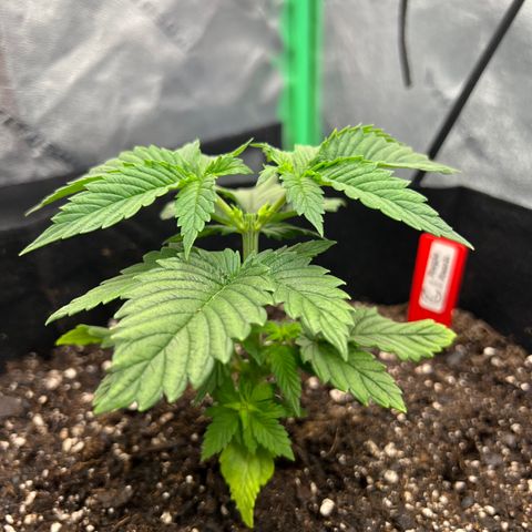 Purple Punch growlog photo: Before and after first topping
