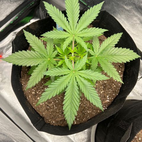 Aurora growlog timeline photo