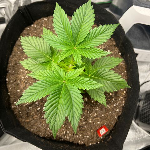 Purple Punch growlog timeline photo