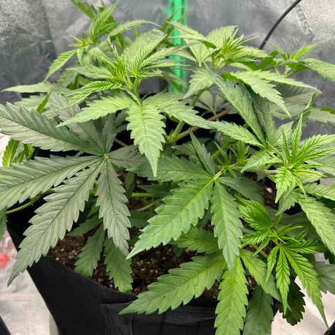 Aurora growlog timeline photo