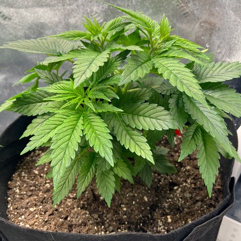 Purple Punch growlog timeline photo
