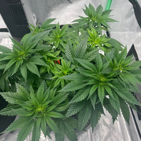 Purple Punch growlog timeline photo