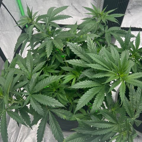 Aurora growlog timeline photo
